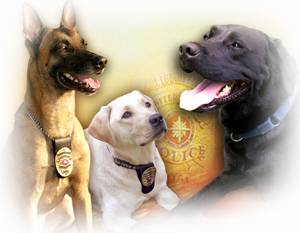 Keine Investoren: das ist die CIA-Gruppe "K9" !